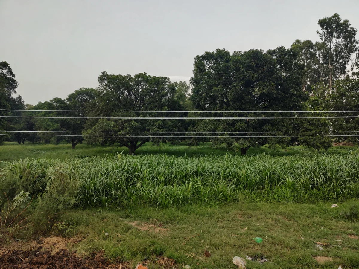हरिद्वार-लक्सर रोड पर मौत को दावत देती 11 हजार वोल्ट लाइन, जमीन से महज 6 फुट ऊपर लटके तार